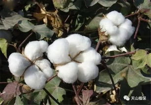 棉花生長發(fā)育的環(huán)境條件與栽培管理要點(diǎn)