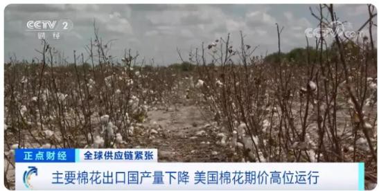 國際棉花逼近十年新高，服裝出口企業挑戰與對策分析